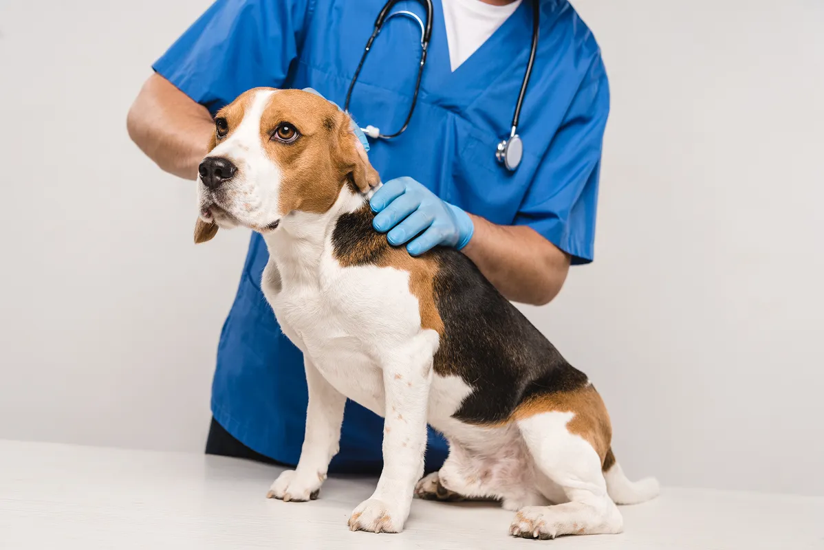 Veterinary professional with beagle dog